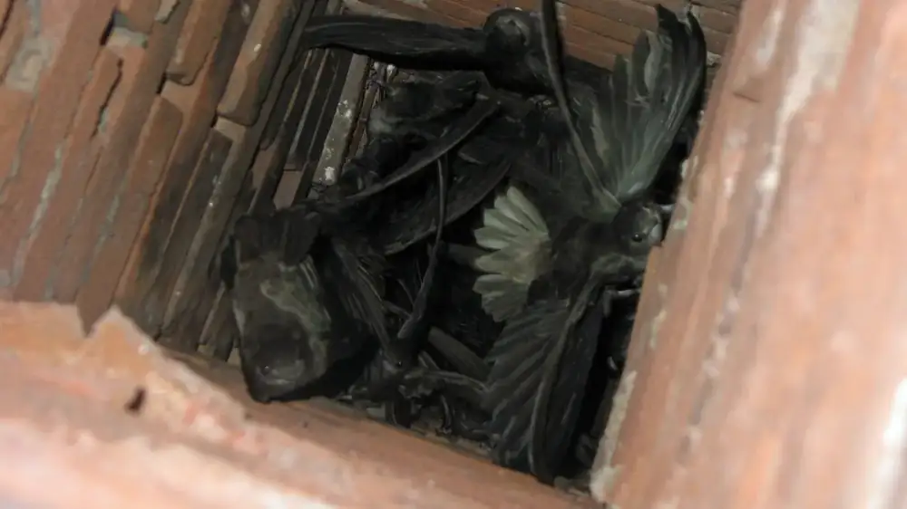 A bird perched at the top of a masonry chimney with an open flue
