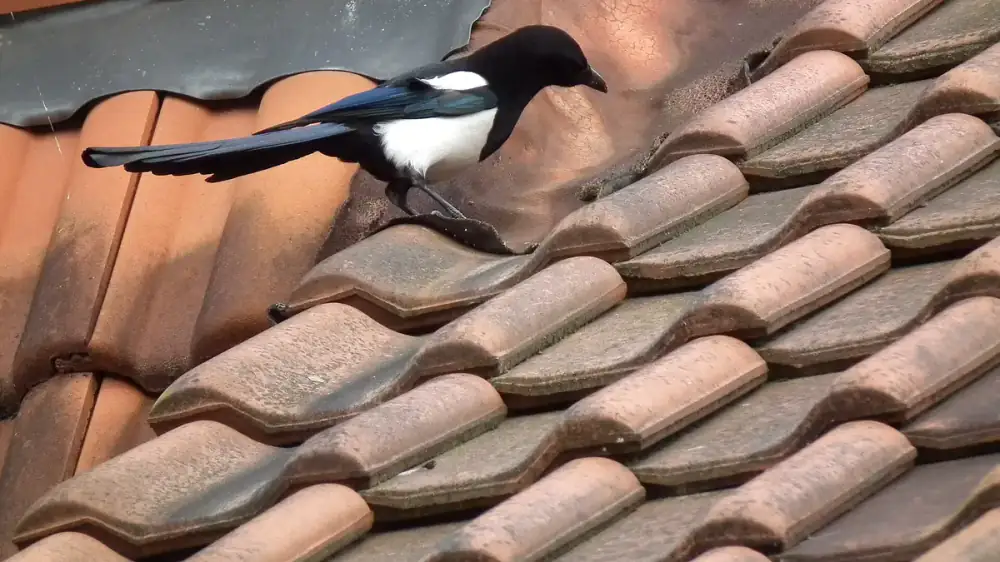 A metal chimney cricket forming a small peaked ridge behind a wide masonry chimney on a shingled roof