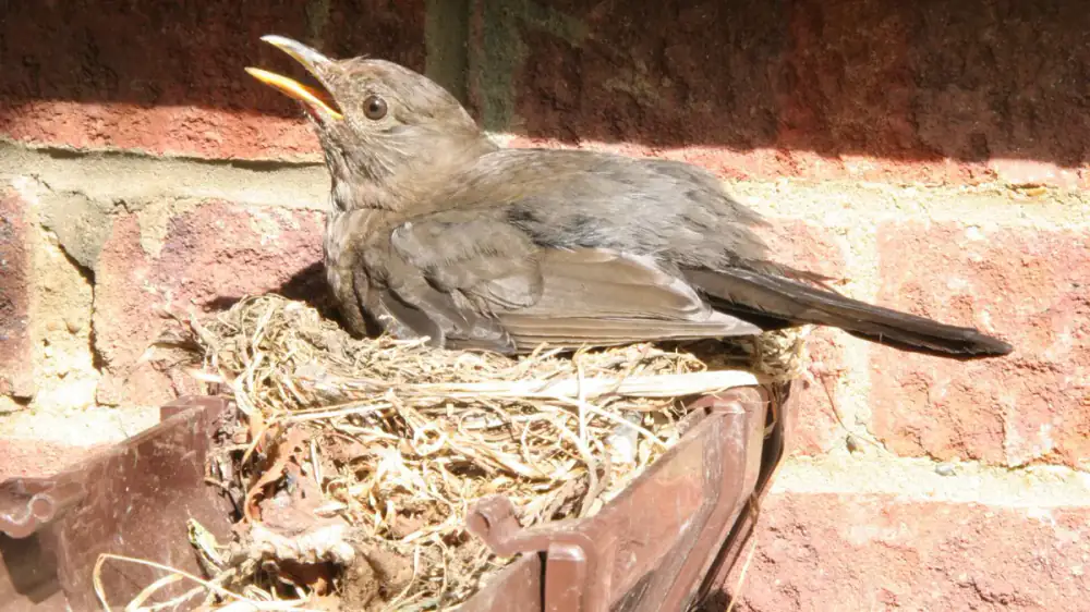 A bird perched near a gutter fitted with a guard along a roof edge