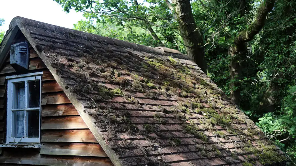 Moss growth on asphalt shingle roof being treated gently