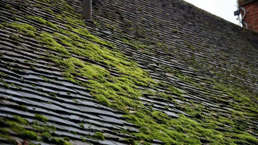 Green moss growing across the shaded section of an asphalt shingle roof